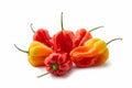 Scotch Bonnet