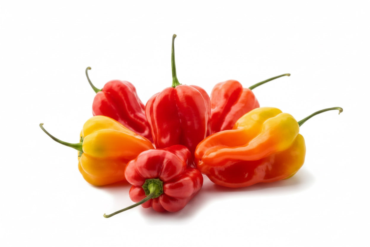 Scotch Bonnet
